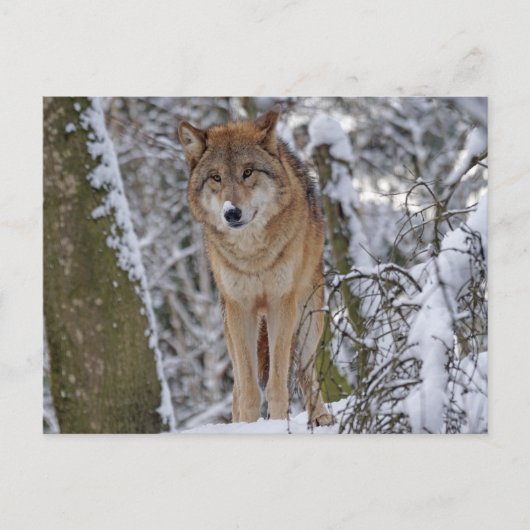 Wolf im Schnee Postkarte (Vorderseite)