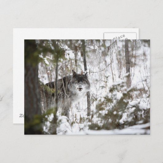 Wolf im Wald im Winter Postkarte (Vorne/Hinten)
