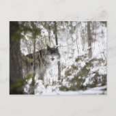 Wolf im Wald im Winter Postkarte (Vorderseite)