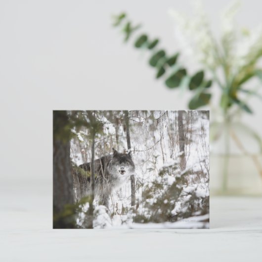 Wolf im Wald im Winter Postkarte (Stehend Vorderseite)