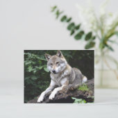 Wolf im Wald Postkarte (Stehend Vorderseite)