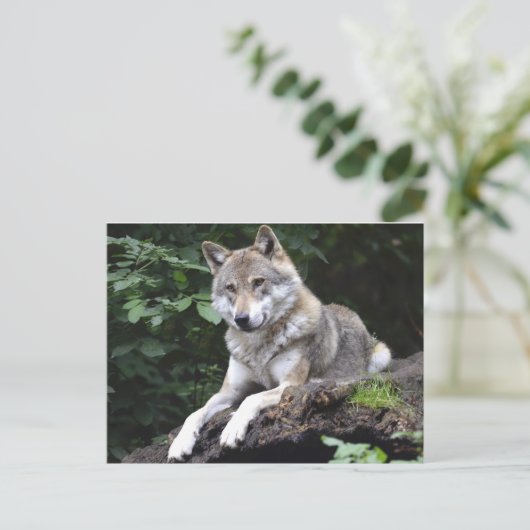 Wolf im Wald Postkarte (Stehend Vorderseite)