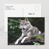 Wolf im Wald Postkarte (Vorne/Hinten)