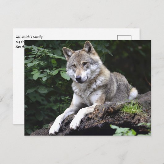 Wolf im Wald Postkarte (Vorne/Hinten)
