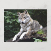 Wolf im Wald Postkarte (Vorderseite)