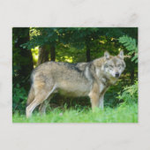 Wolf im Wald Postkarte (Vorderseite)
