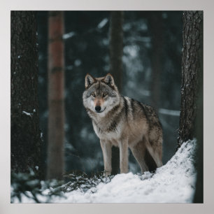 Wolf im Winter Poster