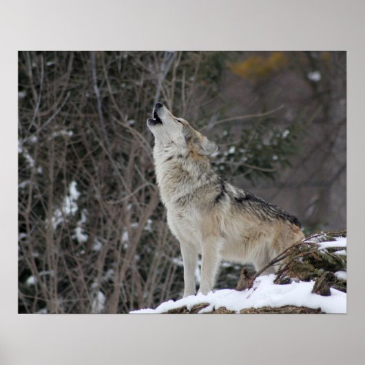 Wolf im Winter Poster (Vorne)