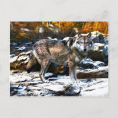 "Wolf im Winter" Postkarte (Vorderseite)