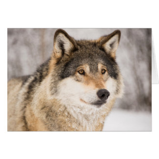Wolf im Winterwald