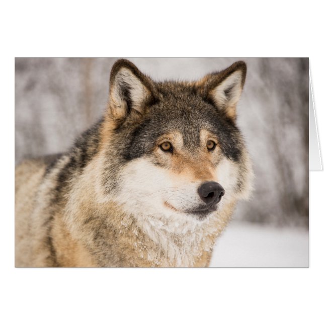 Wolf im Winterwald (Vorderseite (Horizontal))