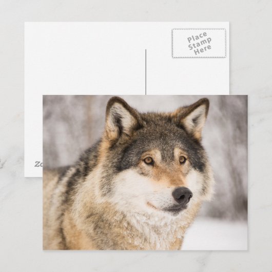 Wolf im Winterwald Postkarte (Vorne/Hinten)