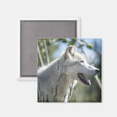 Wolf im Yellowstone 2 Magnet (Vorderseite/Rückseite)