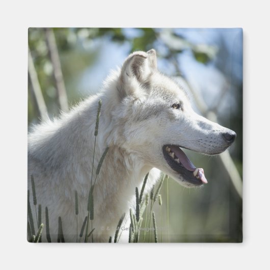 Wolf im Yellowstone 2 Magnet (Vorne)