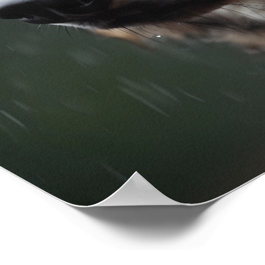 Wolf in einer Tierkabine im Regensturm Poster (Ecke)