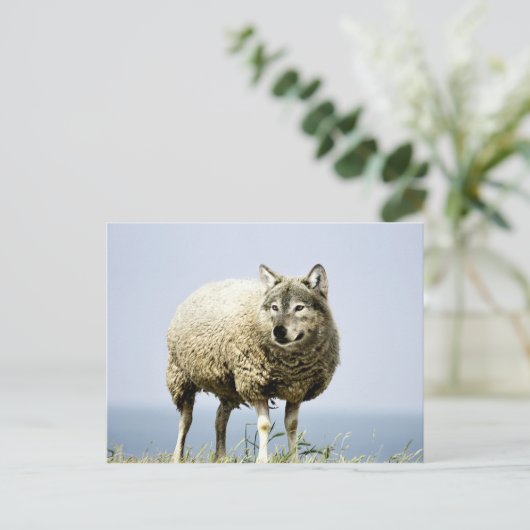 Wolf in Schafbekleidung Postkarte (Stehend Vorderseite)