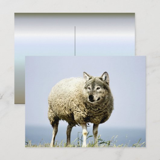 Wolf in Schafbekleidung Postkarte (Vorne/Hinten)