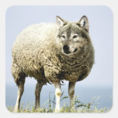 Wolf in Schafbekleidung Quadratischer Aufkleber (Vorderseite)