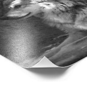 Wolf in Schwarz und Weiß Fotodruck (Ecke)