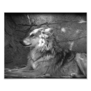 Wolf in Schwarz und Weiß Fotodruck