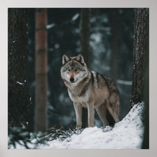 Wolf in Winter Poster (Vorne)