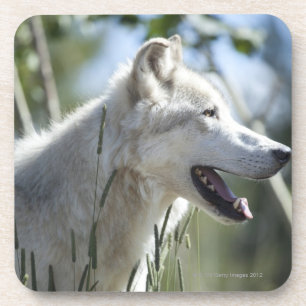 Wolf in Yellowstone 2 Untersetzer