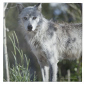 Wolf in Yellowstone Fliese (Vorderseite)