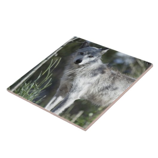Wolf in Yellowstone Fliese (Seite)