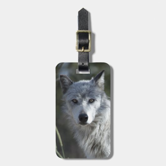 Wolf in Yellowstone Gepäckanhänger (Vorderseite vertikal)