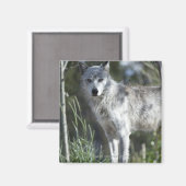 Wolf in Yellowstone Magnet (Vorderseite/Rückseite)
