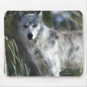 Wolf in Yellowstone Mousepad (Vorne)