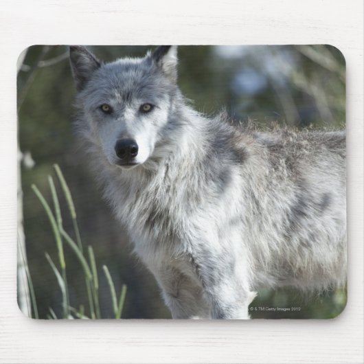 Wolf in Yellowstone Mousepad (Vorne)