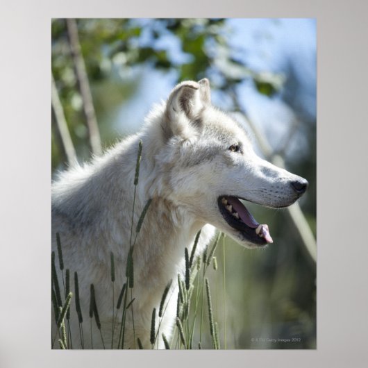 Wolf in Yellowstone. Poster (Vorne)