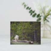 Wolf in Yellowstone Postkarte (Stehend Vorderseite)