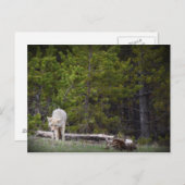 Wolf in Yellowstone Postkarte (Vorne/Hinten)