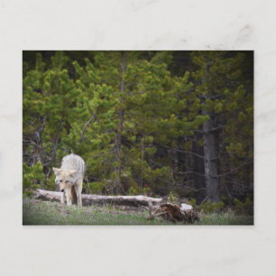 Wolf in Yellowstone Postkarte