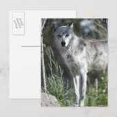 Wolf in Yellowstone Postkarte (Vorne/Hinten)
