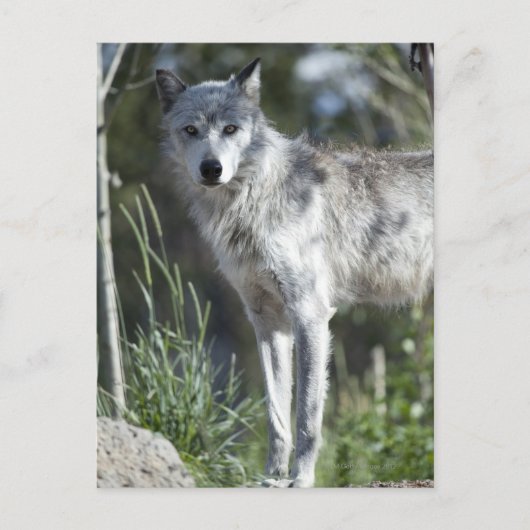 Wolf in Yellowstone Postkarte (Vorderseite)