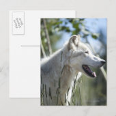 Wolf in Yellowstone. Postkarte (Vorne/Hinten)