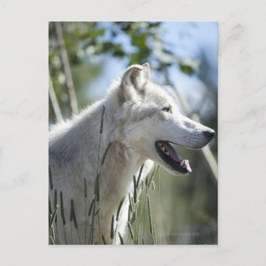 Wolf in Yellowstone. Postkarte (Vorderseite)
