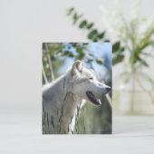 Wolf in Yellowstone. Postkarte (Stehend Vorderseite)