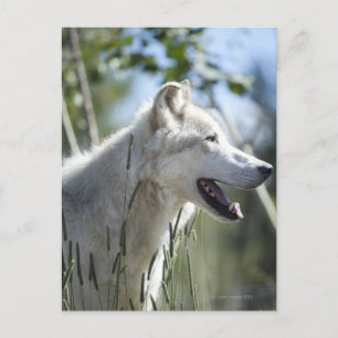 Wolf in Yellowstone. Postkarte