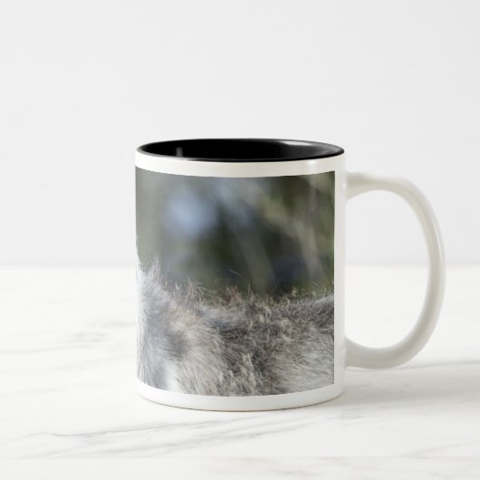 Wolf in Yellowstone Zweifarbige Tasse (Rechts)