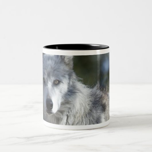 Wolf in Yellowstone Zweifarbige Tasse (Mittel)