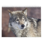Wolf Kalender (Titelbild)