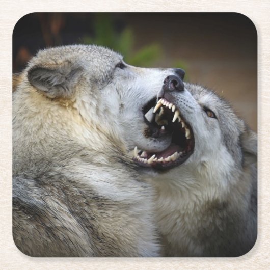 Wolf-Kampf Rechteckiger Pappuntersetzer (Vorderseite)