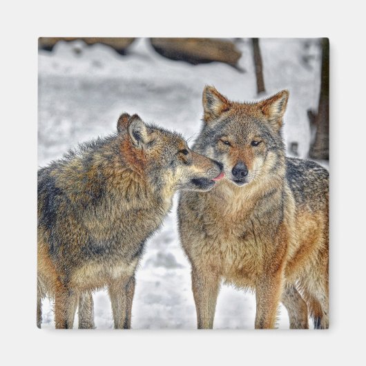 Wolf Kiss Magnet (Vorne)
