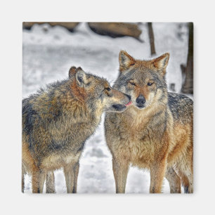 Wolf-Kuss-Magnet Magnet