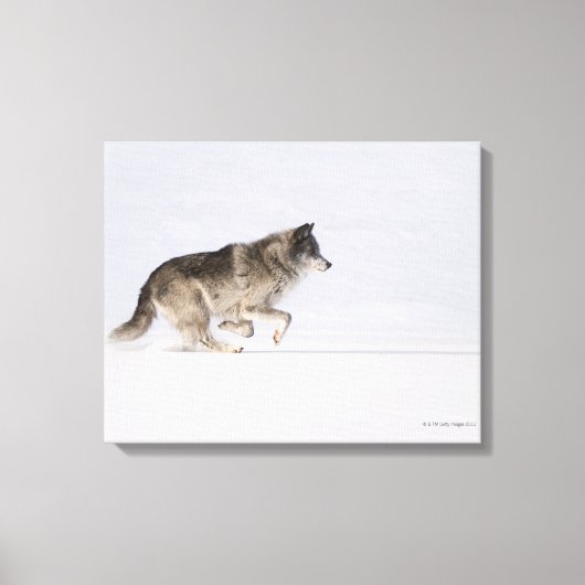 Wolf läuft im Schnee 2 Leinwanddruck (Vorderseite)