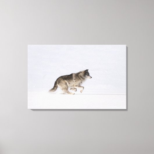 Wolf läuft im Schnee 2 Leinwanddruck (Vorderseite)